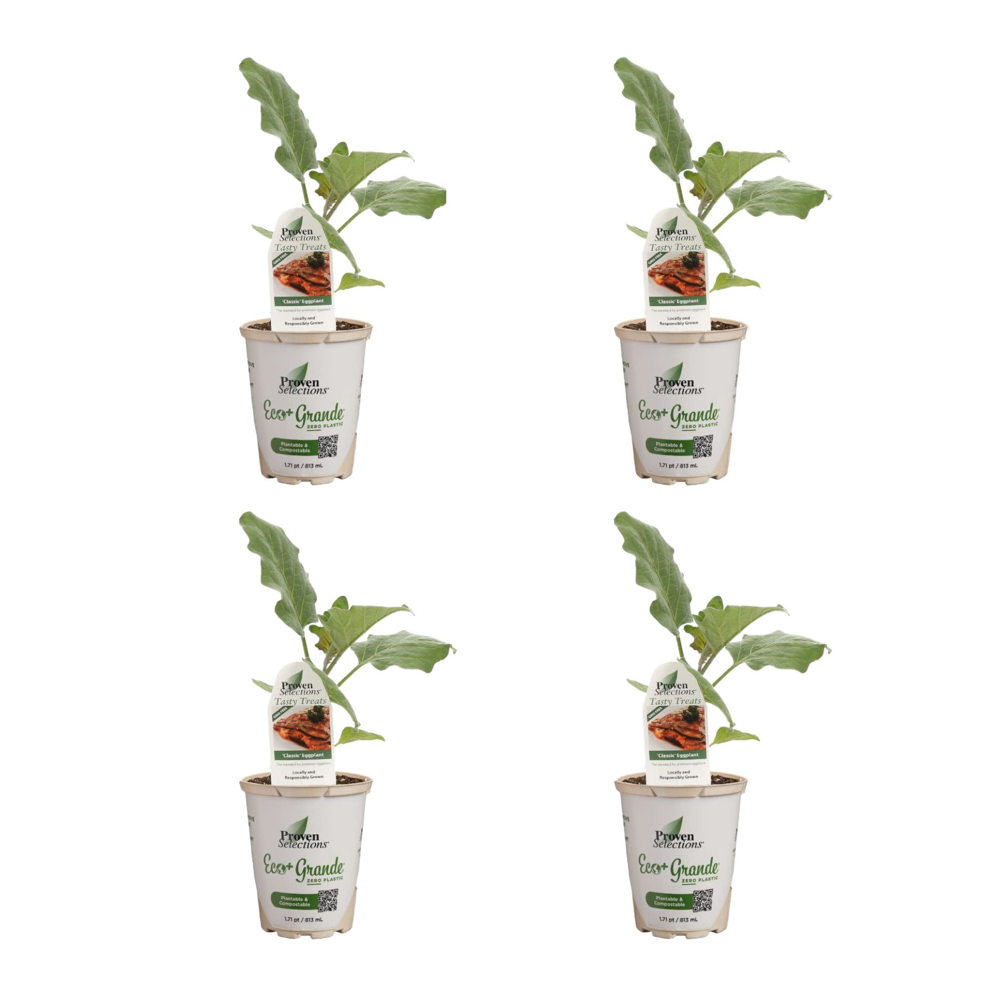 Proven Winners 4"    Eggplant Live Plant in 4.25" Pot (4 Count)