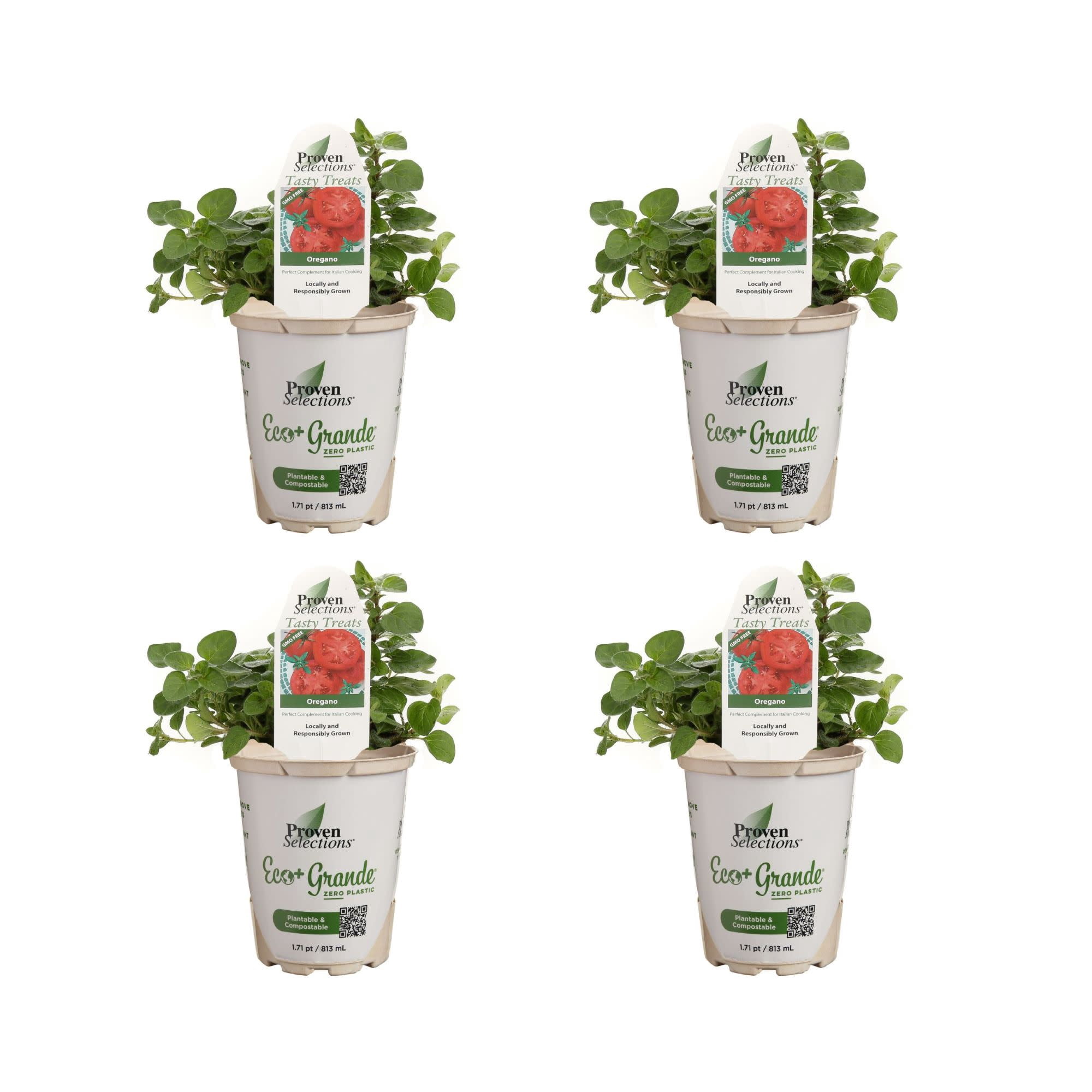 Proven Winners 4" Greek Oregano Oregano Live Herb Plant in 4.25" Pot (4 Count)