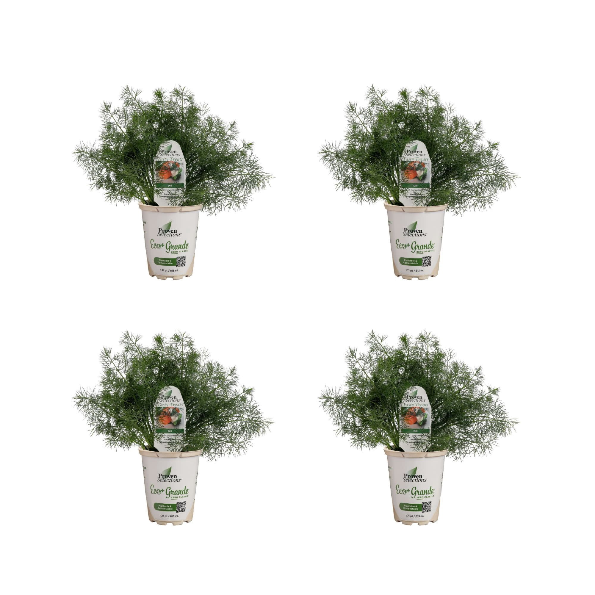 Proven Winners 4" Hedger Dill Dill Live Herb Plant in 4.25" Pot (4 Count)