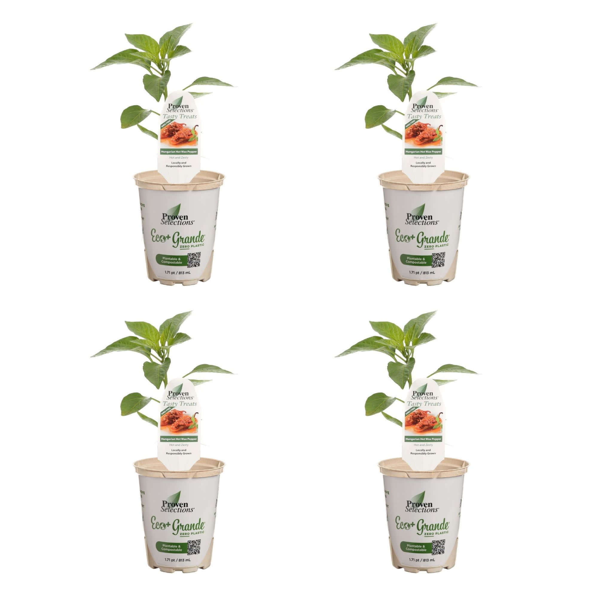 Proven Winners 4" Hungarian Hot Wax Pepper Live Plant in 4.25" Pot (4 Count)