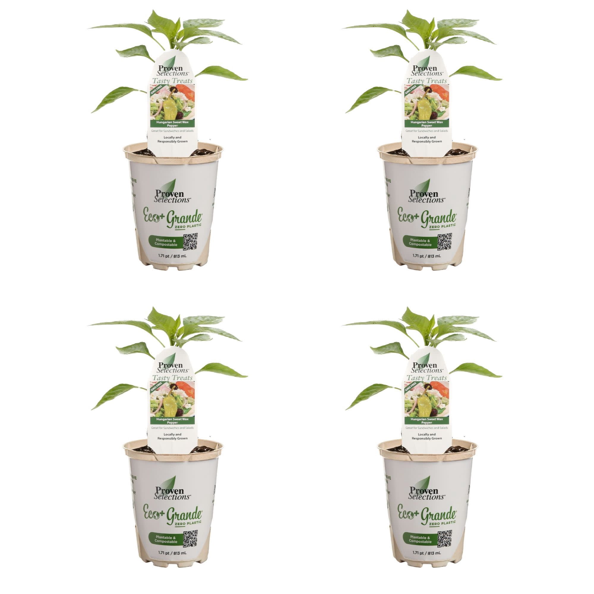 Proven Winners 4"    Hungarian Sweet Wax Pepper Live Plant in 4.25" Pot (4 Count)