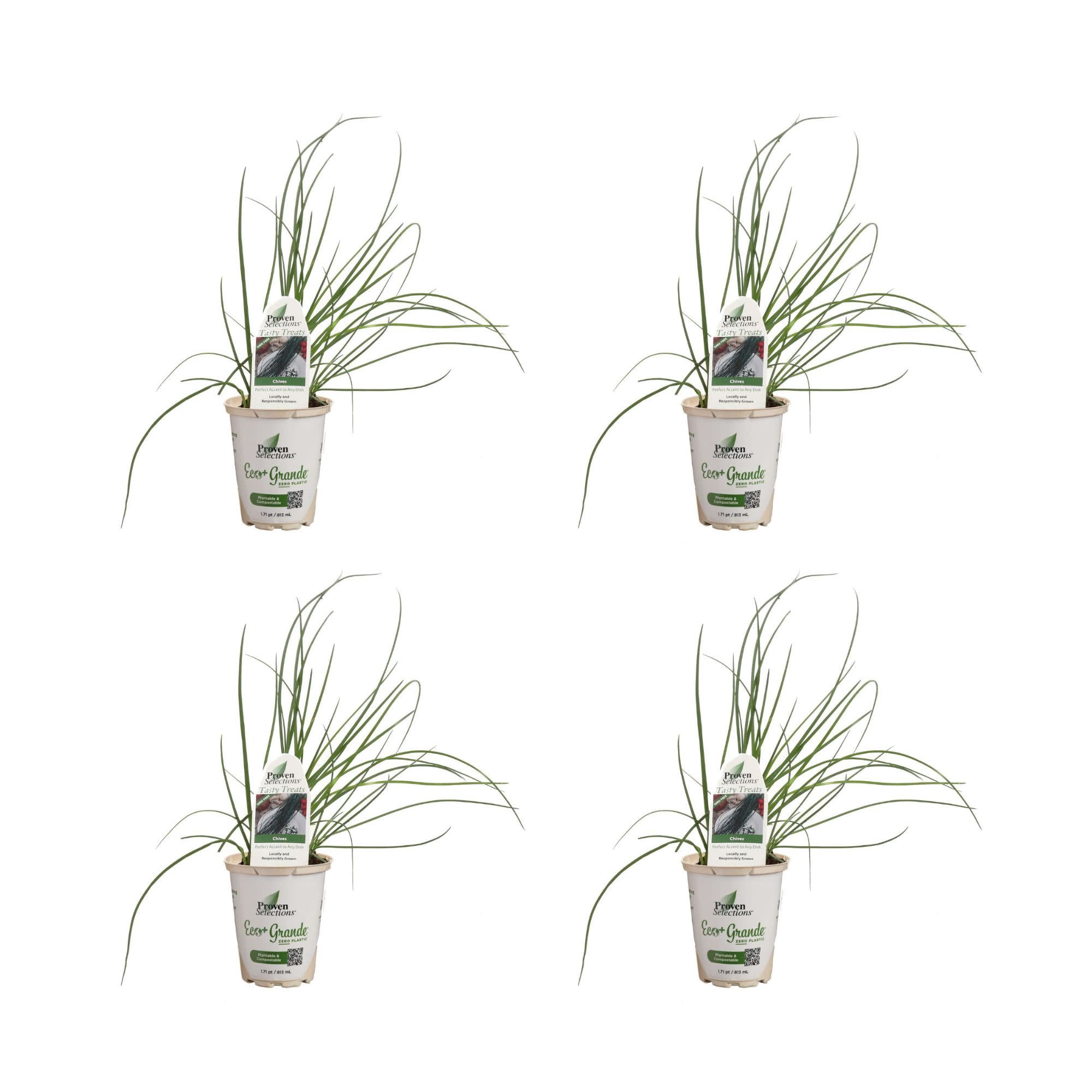 Proven Winners 4" Medium Chives Chives Live Herb Plant in 4.25" Pot (4 Count)