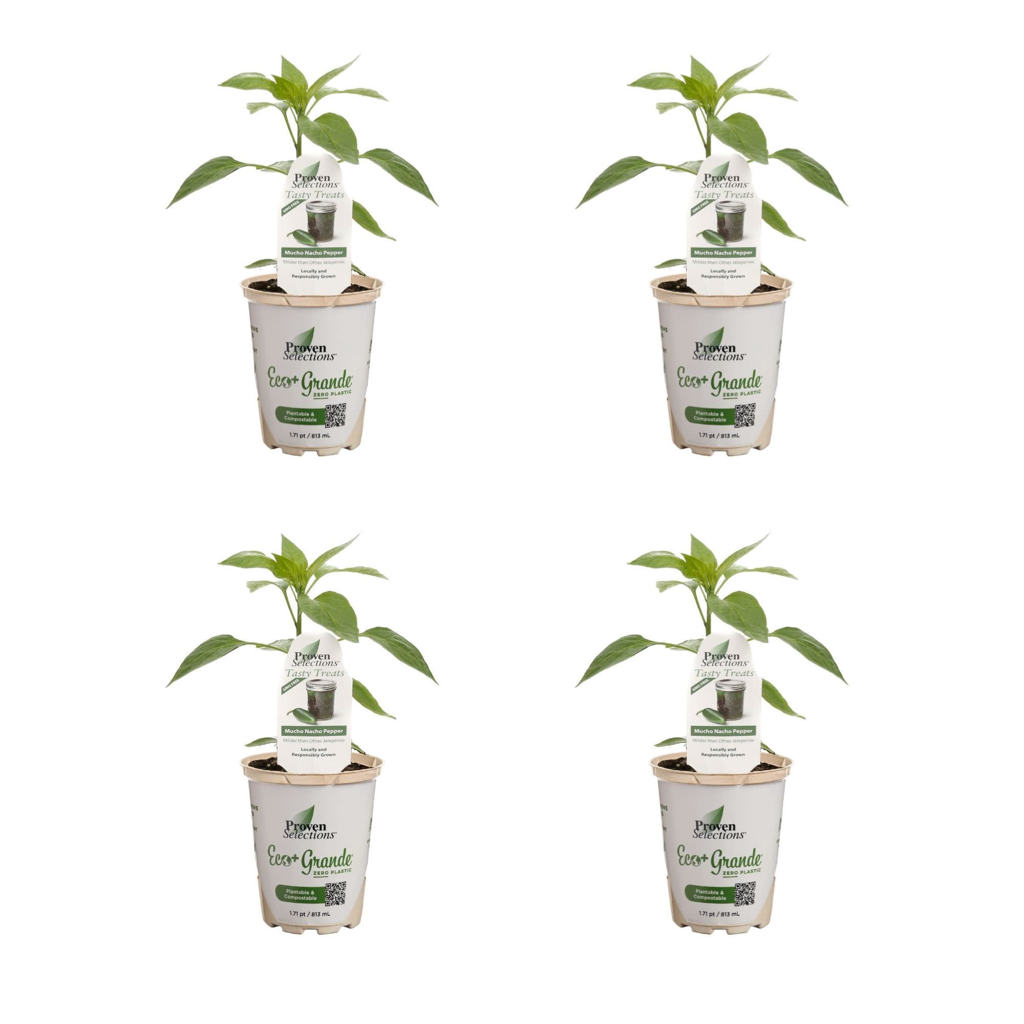 Proven Winners 4" Mucho Nacho Jalapeno Live Plant in 4.25" Pot (4 Count)