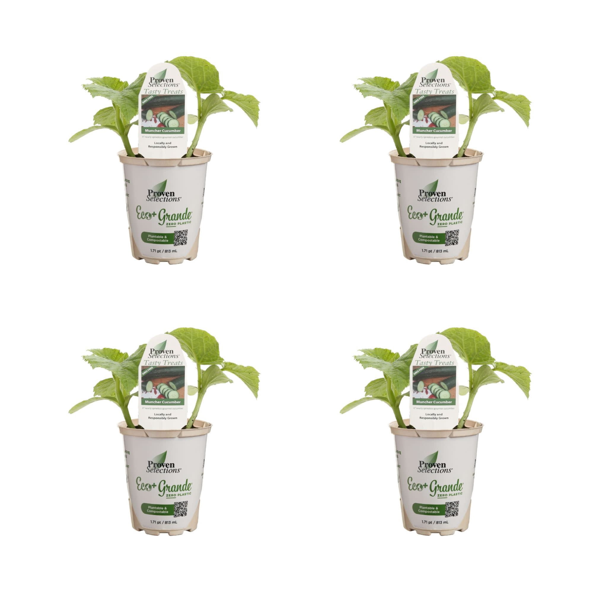 Proven Winners 4"   Muncher Pickling Cucumber Live Plant in 4.25" Pot (4 Count)