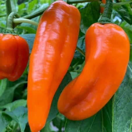 Proven Selections 6" Pepper Pots Sugar Kick Sweet Pepper (Capsicum annuum) Live Plant in 4.94" Eco+ Grande Pots (4 Count)