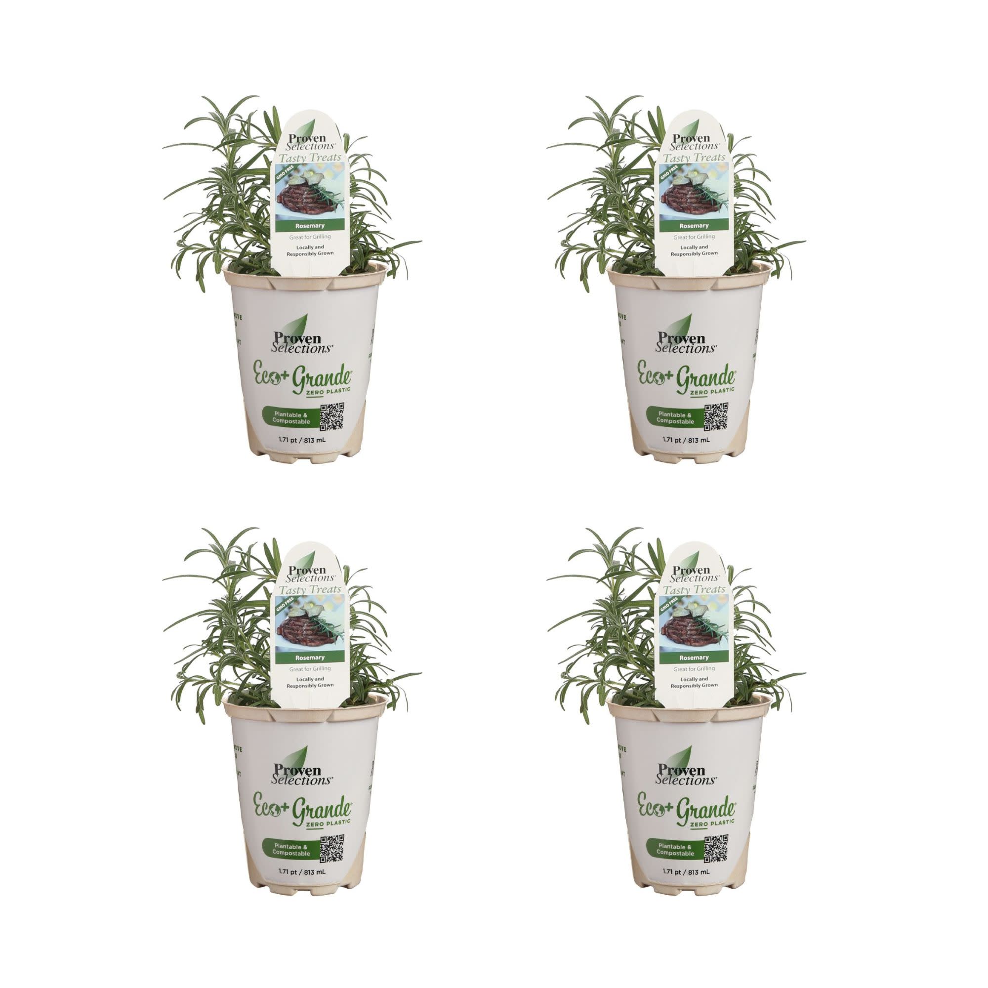 Proven Winners 4" Proven Selections Prime Rosemary Rosemary Live Herb Plant in 4.25" Pot (4 Count)