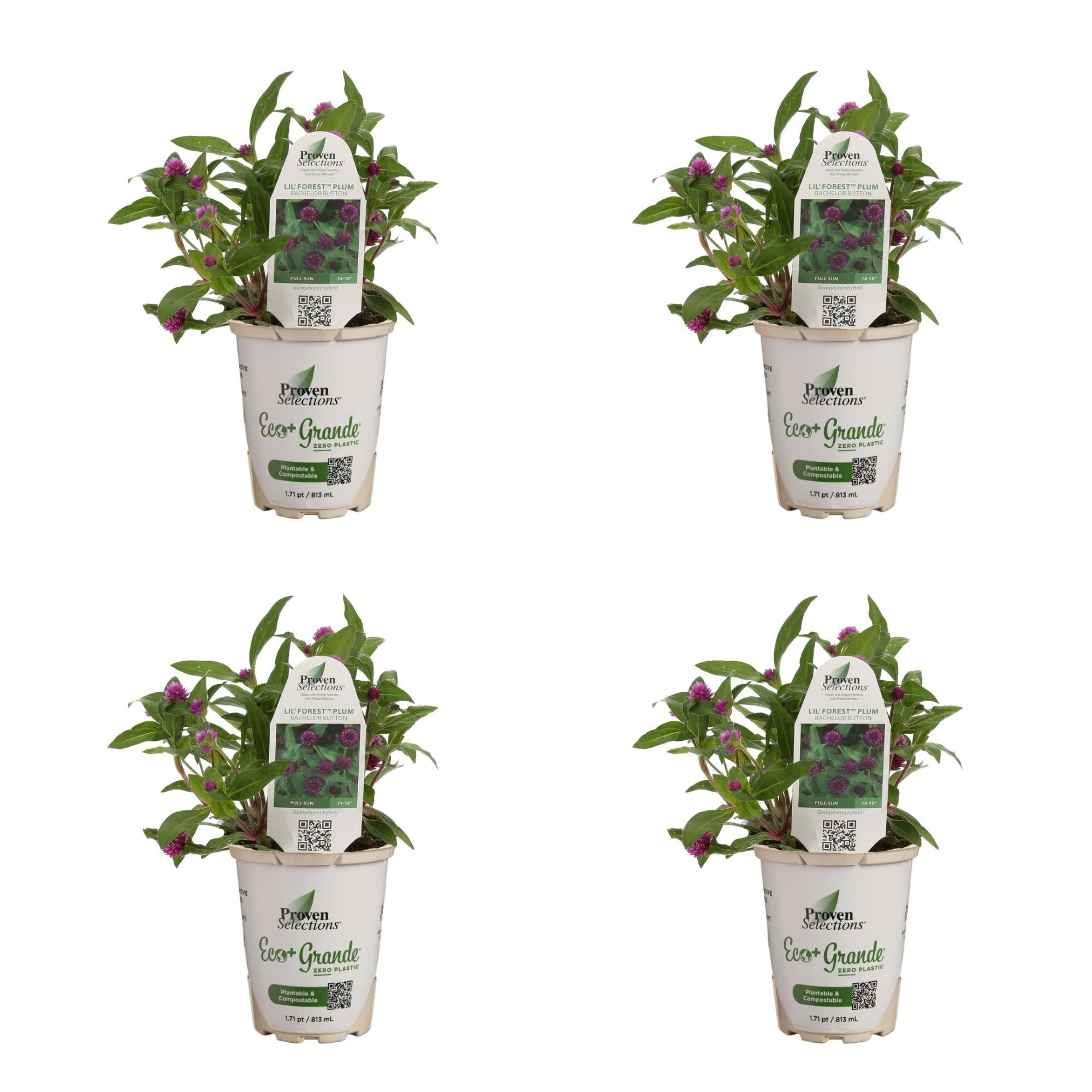 Proven Winners 4" Purple Lil' Forest Plum Bachelor Button Live Plant in 4.25" Pot (4 Count)