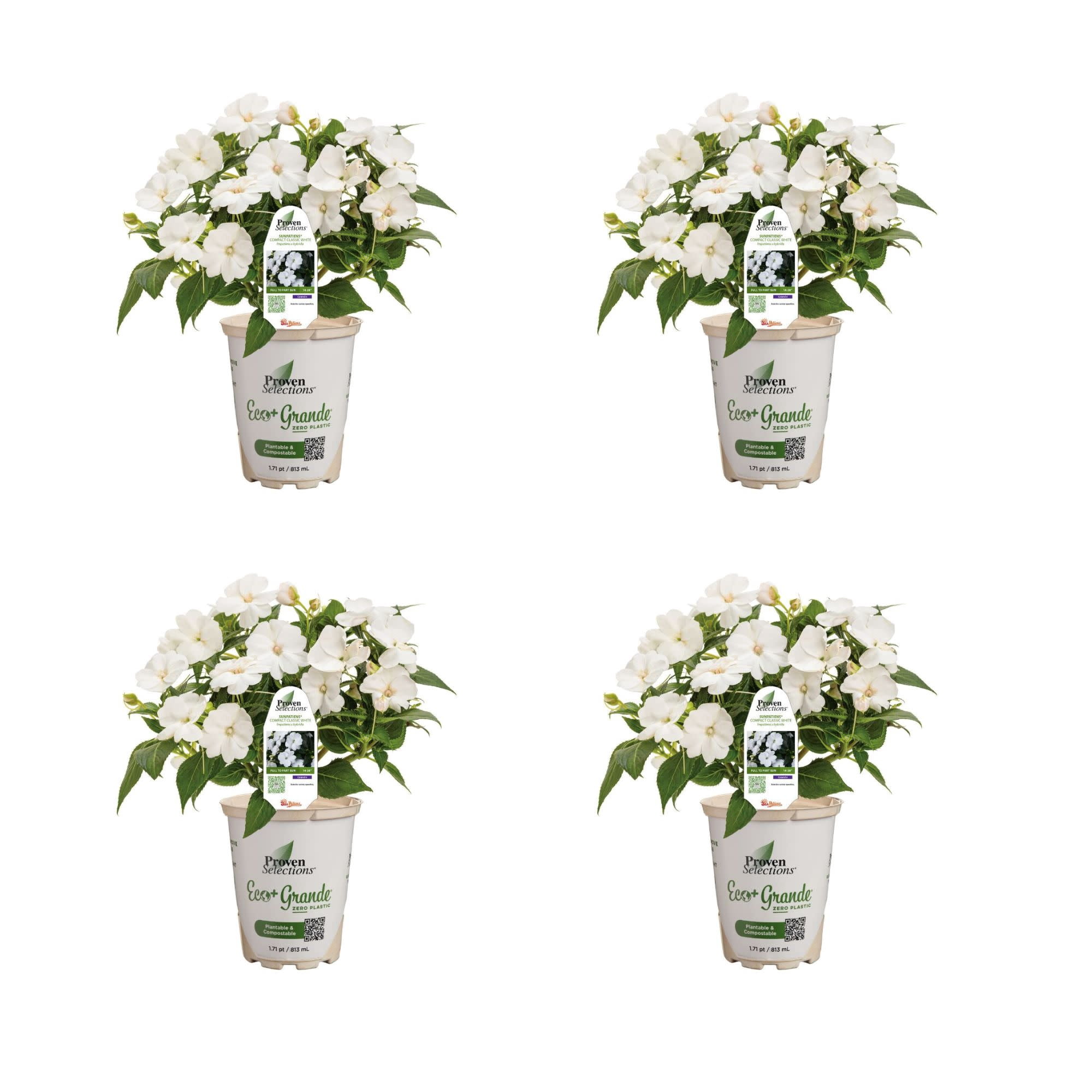 Proven Winners 4" SunPatiens Compact Classic White Impatiens Live Plant in 4.25" Pot (4 Count)