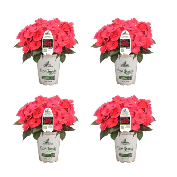 Proven Winners 4" Pink SunPatiens Compact Deep Rose Impatiens Live Plant in 4.25" Pot (4 Count)