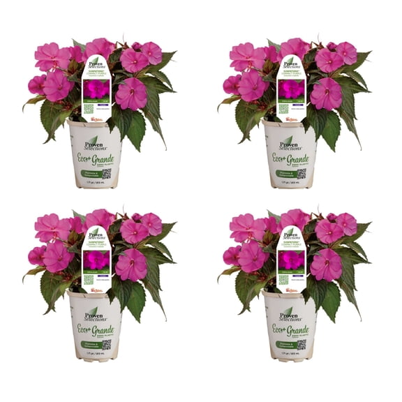 Proven Winners 4" SunPatiens Compact Purple Impatiens Live Plant in 4.25" Pot (4 Count)