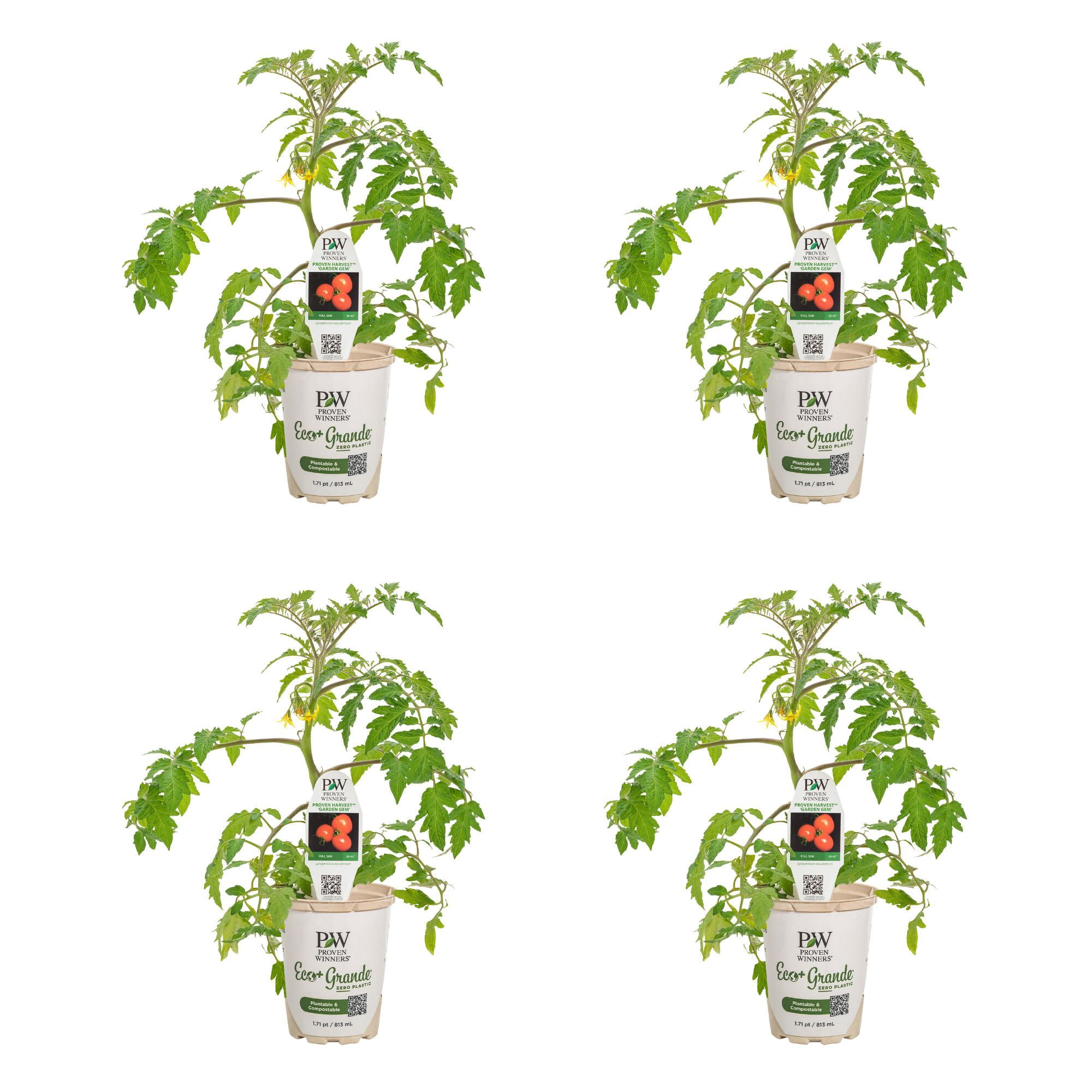 Proven Winners 4" Tempting Tomatoes Garden Gem Snack Tomato Live Plant in 4.25" Pot (4 Count)