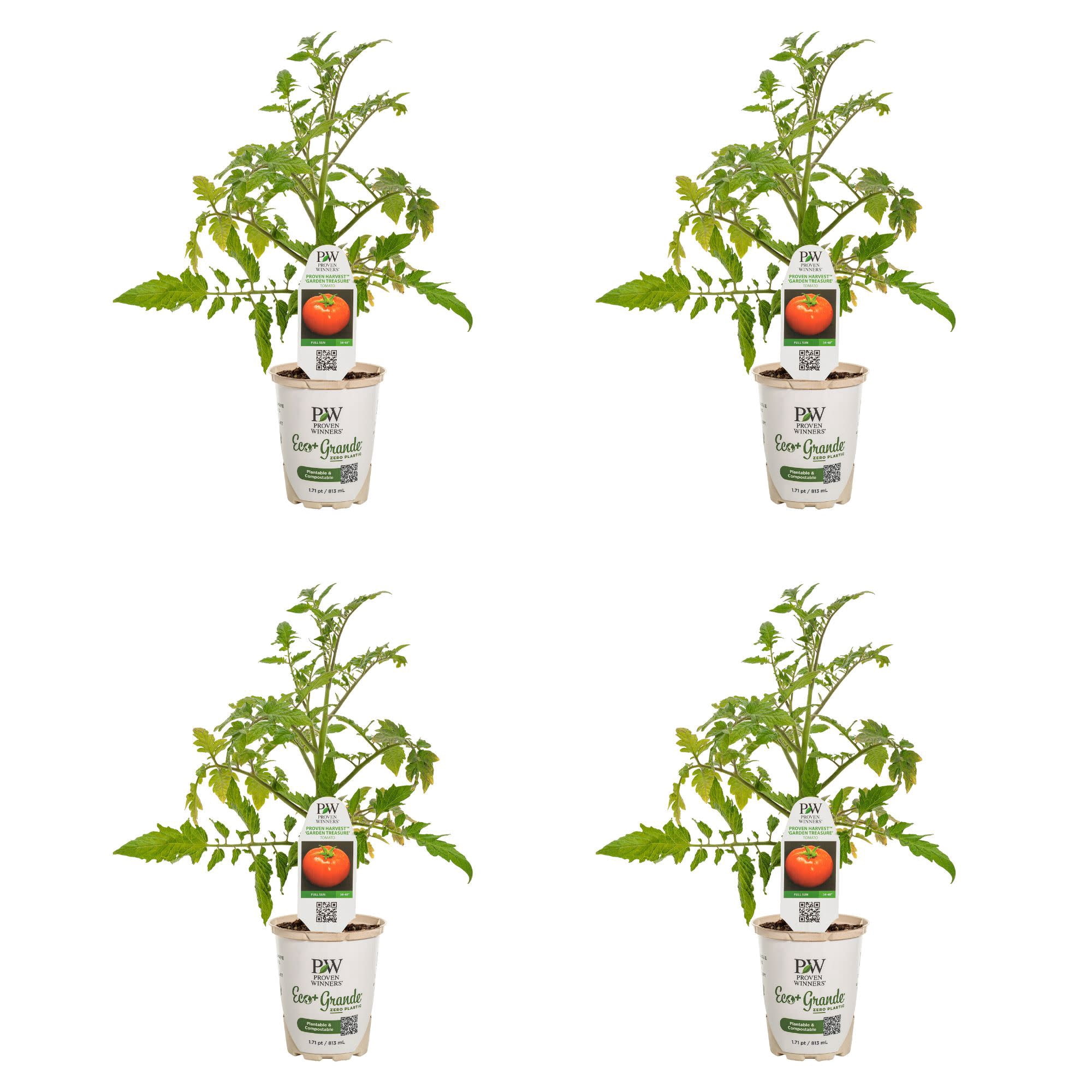 Proven Winners 4" Tempting Tomatoes Garden Treasure Slicing Tomato Live Plant in 4.25" Pot (4 Count)