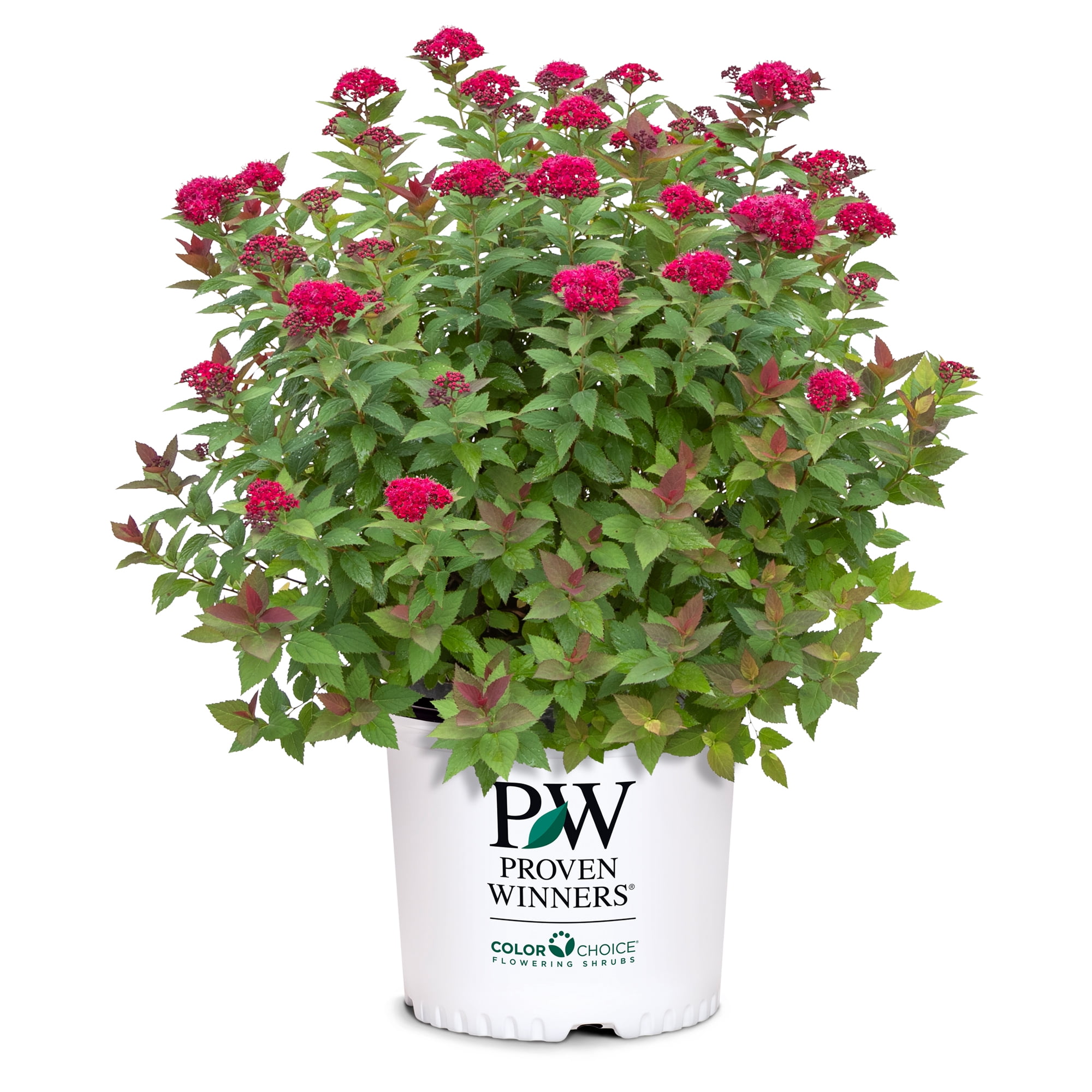 Proven Winners ColorChoice Double Play Doozie Spirea Live Shrub (2 Gallon)