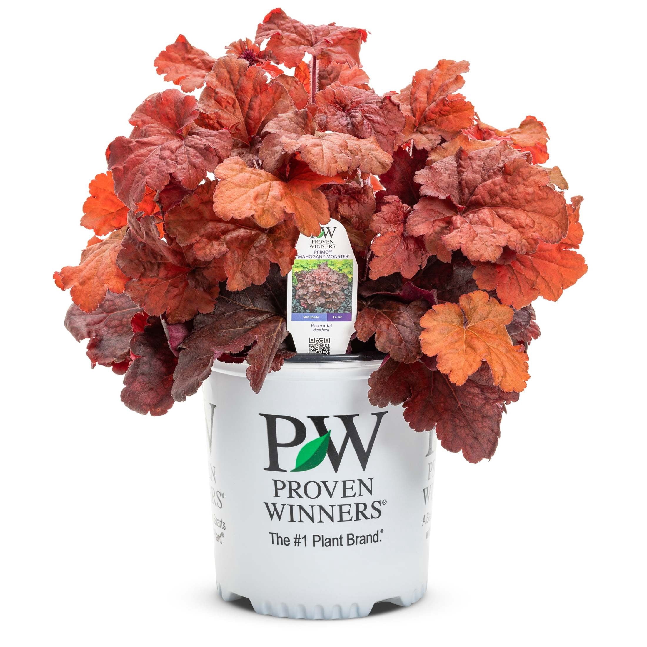 Proven Winners 6" Red Primo 'Mahogany Monster' Coral Bells Live Plant in 6.5" Pot