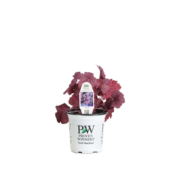 Proven Winners 6" Purple Primo 'Wild Rose' Coral Bells Live Plant in 6.5" Pot