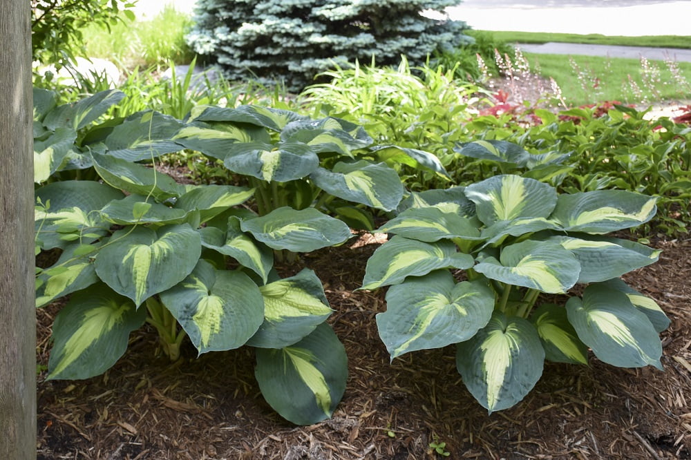 0.65 Gallon Variegated Green and Blue Hosta Live Plant
