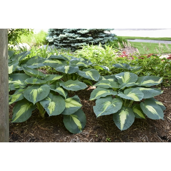 Proven Winners 0.65 Gallon Shadowland Hudson Bay (Hosta) Live Plant, Blue/Green Foliage