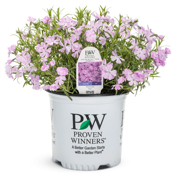 Proven Winners 0.65 Gallon, Spring Bling 'Pink Sparkles' (Hybrid Spring Phlox), Live Plant, Pink Flowers 1 Pack