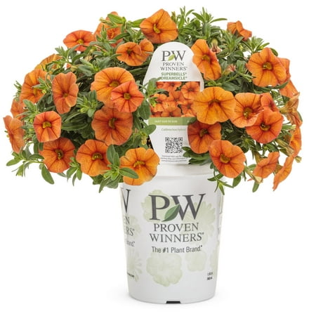 Proven Winners 1.56PT Calibrachoa Sbrbls Dreamsicle