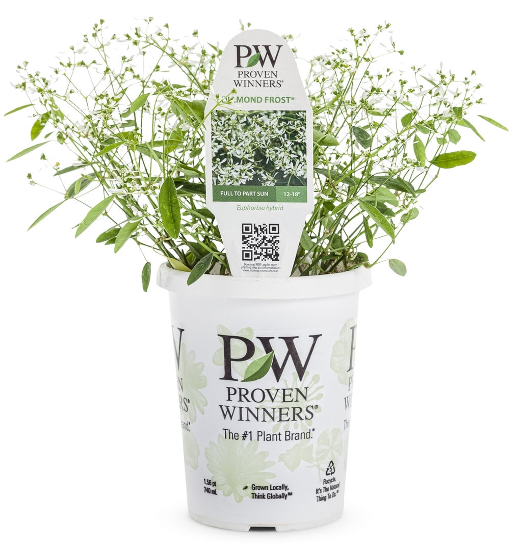 Proven Winners 1.56PT Euphorbia Diamond Frost Variety Live Plant -  Walmart.com