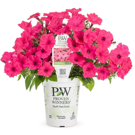 Proven Winners 1.56PT Petunia Sprtna Fuchsia