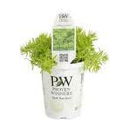 Proven Winners 1.56PT Sedum Lemon Coral Variety Lime Live Plant