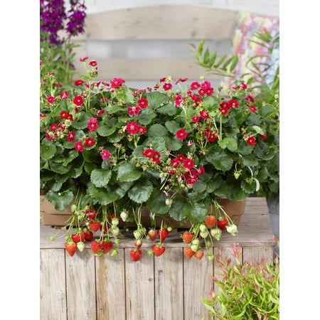 Proven Winners 1.5G Strawberry HB Berried Treasure Red