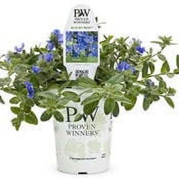 Proven Winners 1.5PT Evolvulus Blue My Mind Live Plant