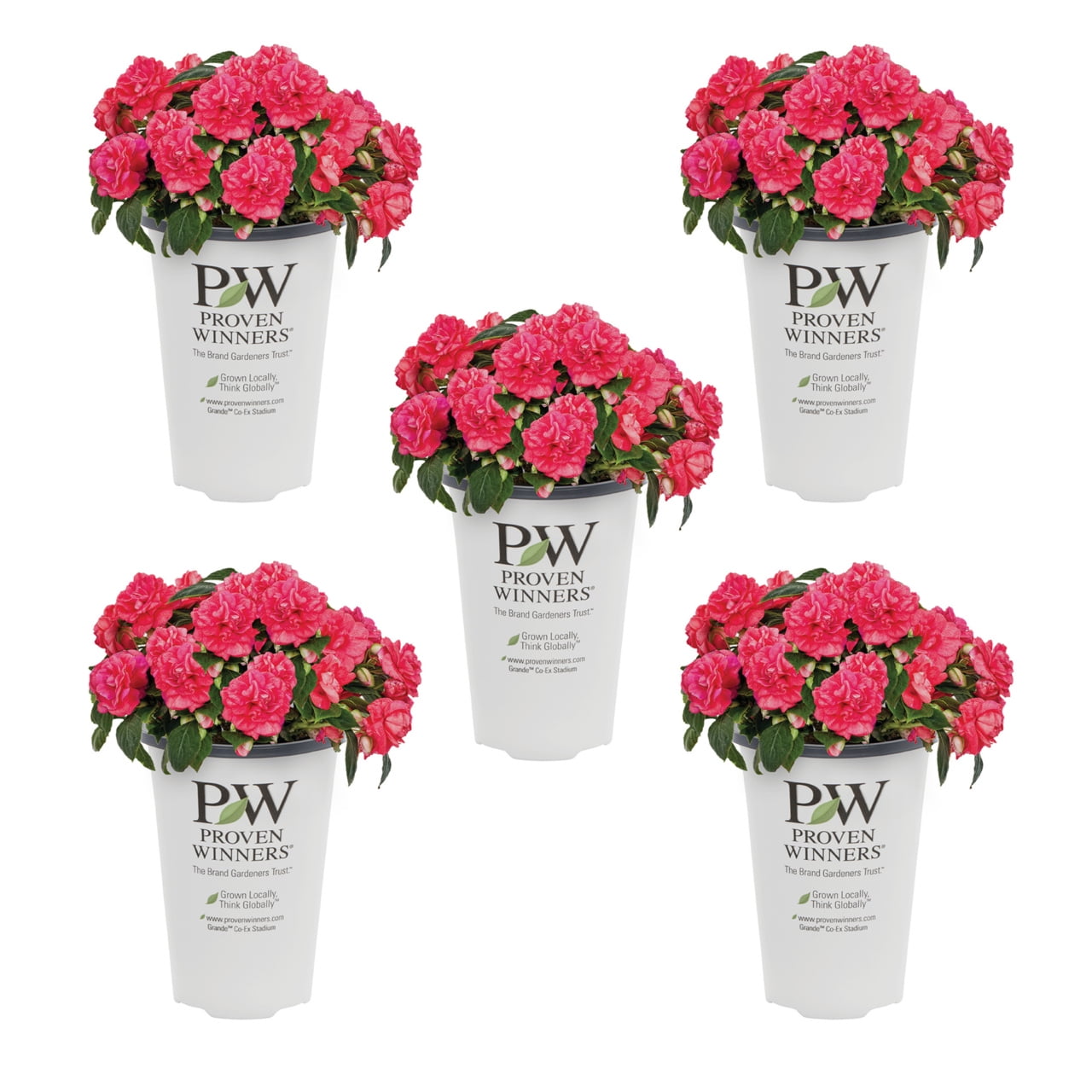 Proven Winners 1.5PT Pink Double Impatiens Live Annual Plant Shade 5-Pack