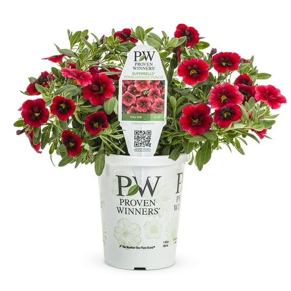 Proven Winners 1.5PT Pomegranate Punch Red Calibrachoa Live Plant