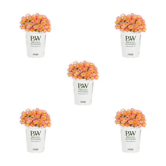 Proven Winners 1.5PT Coral Calibrachoa Live Annual Plant Sun 5-Pack