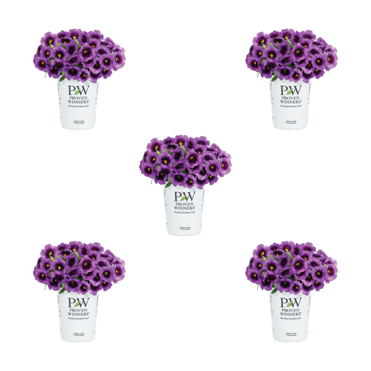 Proven Winners 1.5PT Purple Calibrachoa Live Annual Plant Sun 5-Pack
