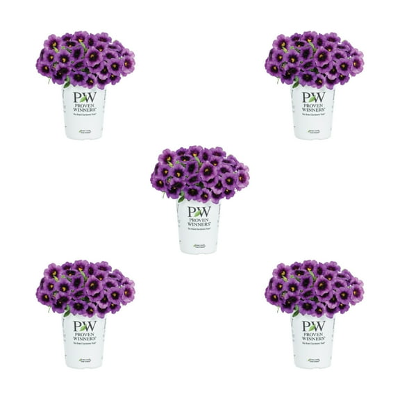 Proven Winners 1.5PT Purple Calibrachoa Live Annual Plant Sun 5-Pack
