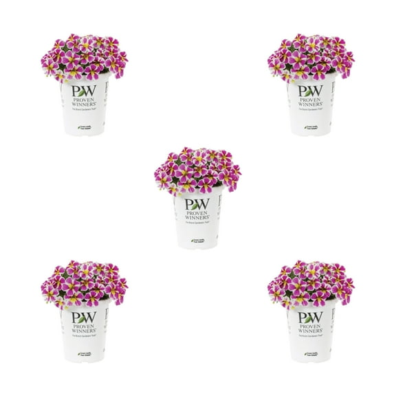 Proven Winners 1.5PT Multicolor Calibrachoa Live Annual Plant Sun 5-Pack