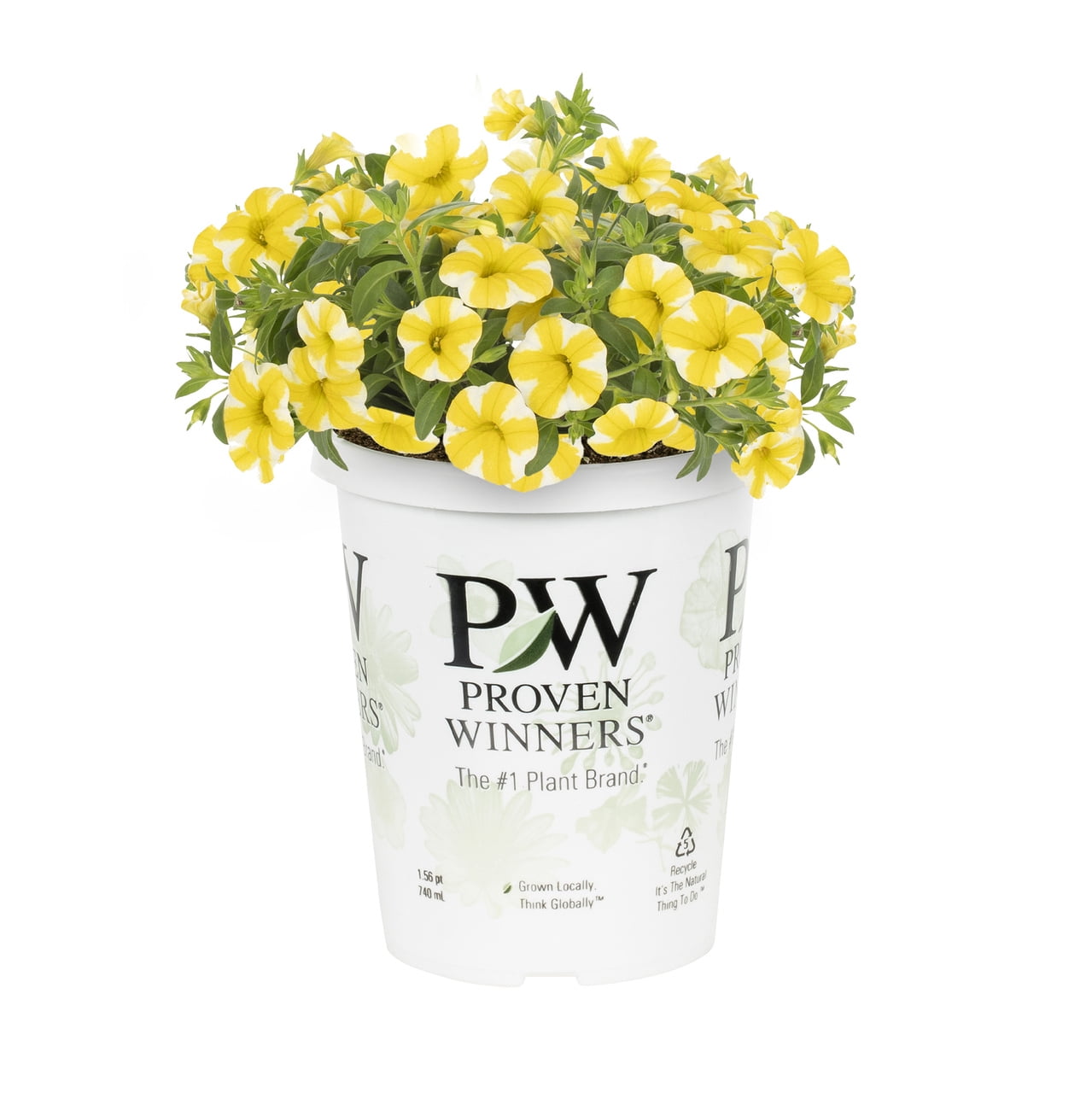 Proven Winners 1.5PT Superbells® Lemon Slice® Calibrachoa Live