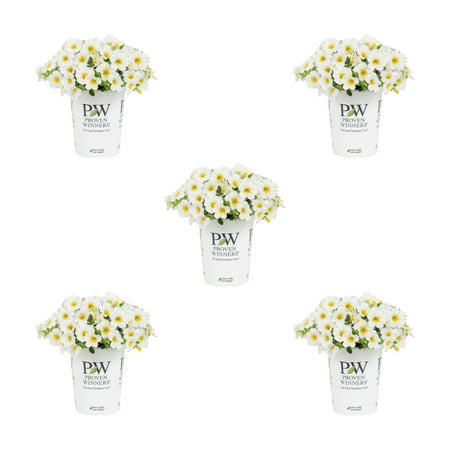 Proven Winners 1.5PT White Yellow Calibrachoa Live Annual Plant Sun 5-Pack
