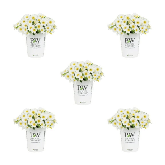 Proven Winners 1.5PT White Yellow Calibrachoa Live Annual Plant Sun 5-Pack