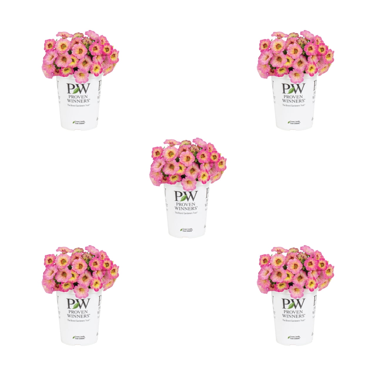 Proven Winners 1.5PT Superbells Prism Pink Lemonade Calibrachoa Annual Plant Sun 5-Pack