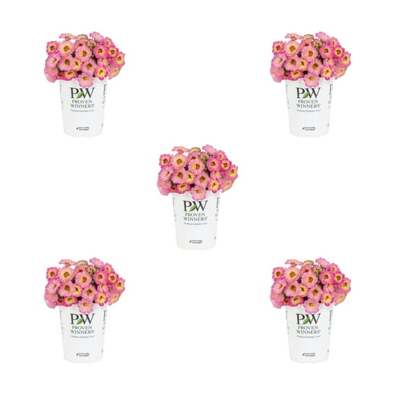 Proven Winners 1.5PT Pink Calibrachoa Live Annual Plant Sun 5-Pack