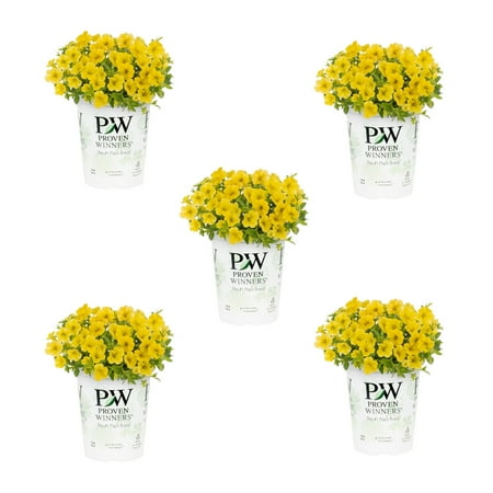 Proven Winners 1.5PT Yellow Calibrachoa Live Annual Plant Sun 5-Pack
