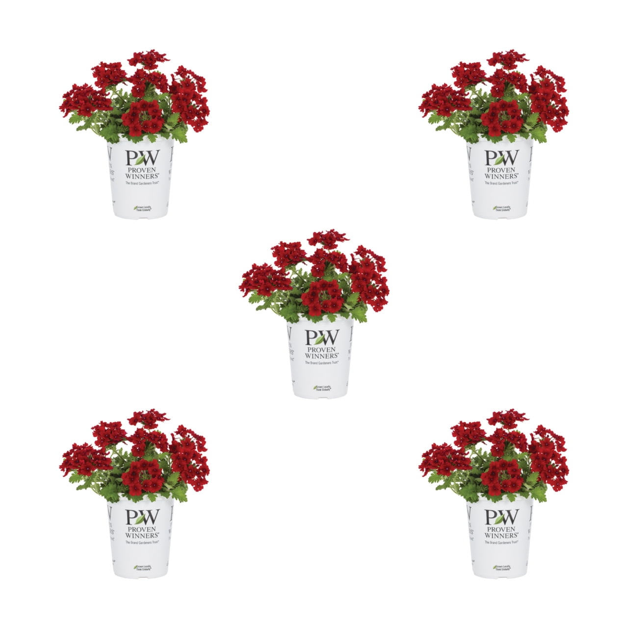 Proven Winners 1.5PT Red Verbena Live Annual Plant Sun 5-Pack