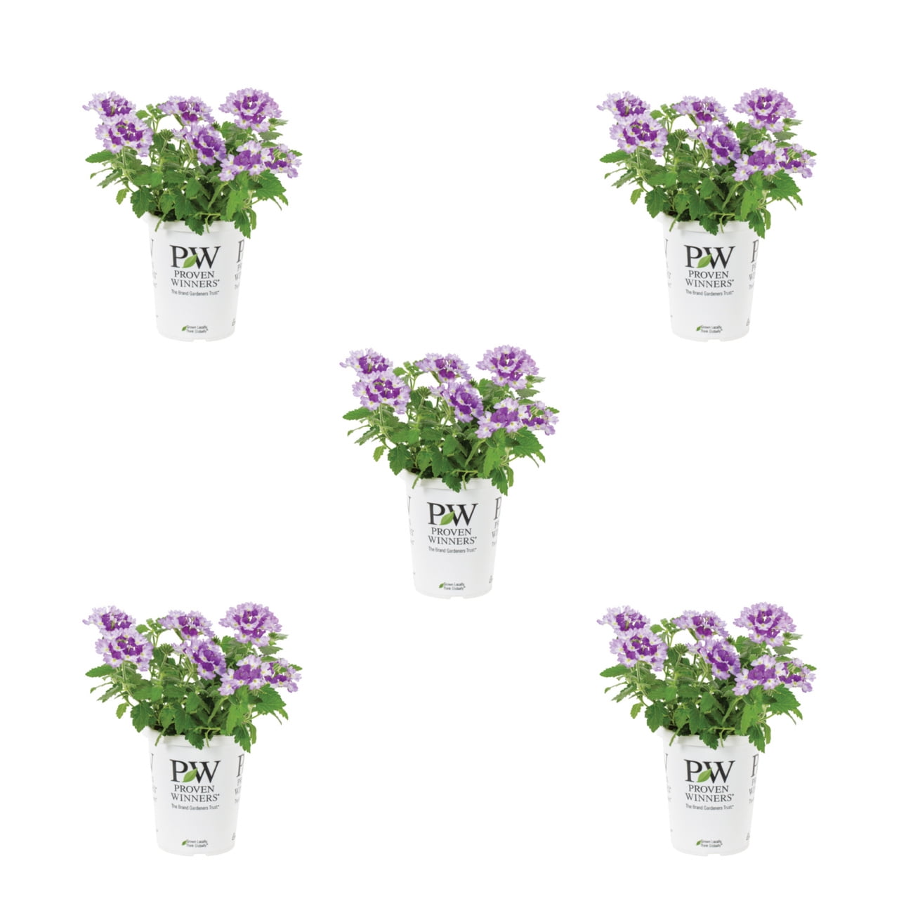Proven Winners 1.5PT Multicolor Verbena Live Annual Plant Sun 5-Pack