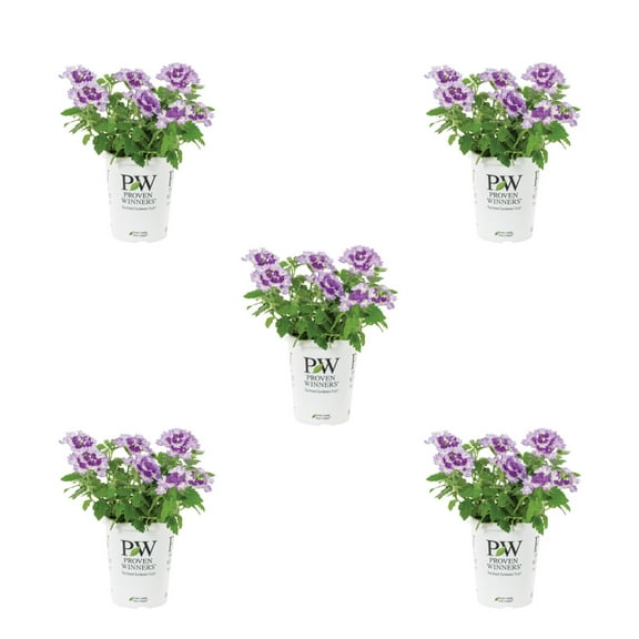 Proven Winners 1.5PT Multicolor Verbena Live Annual Plant Sun 5-Pack