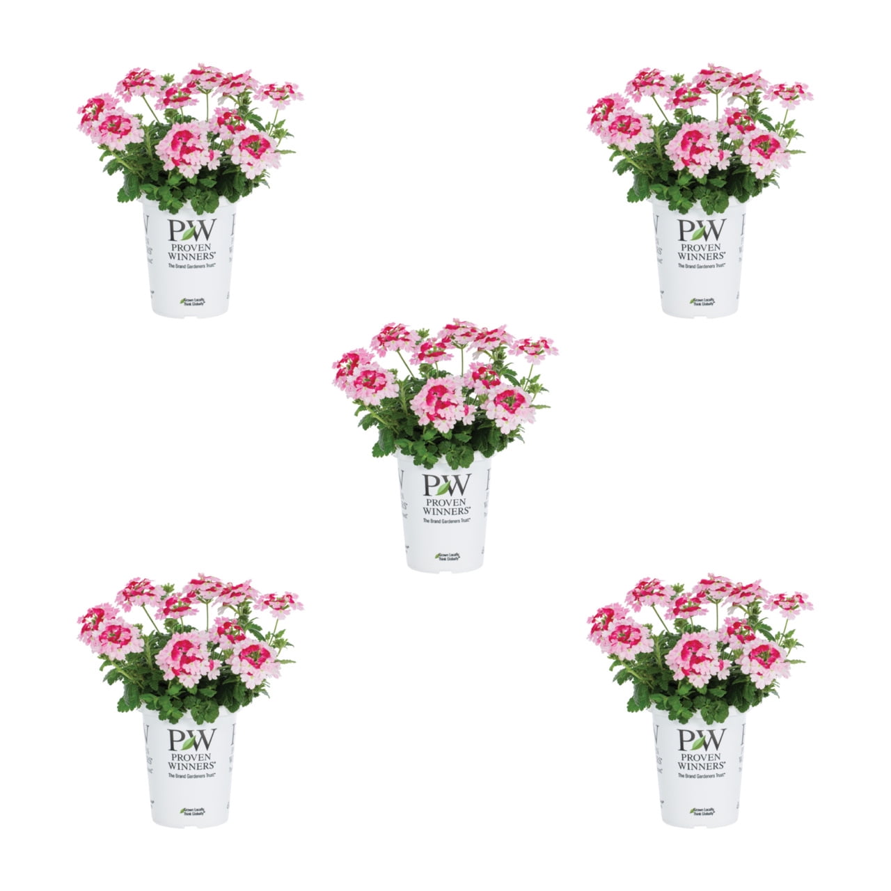 Proven Winners 1.5PT Multicolor Rose Verbena Live Annual Plant Sun 5-Pack