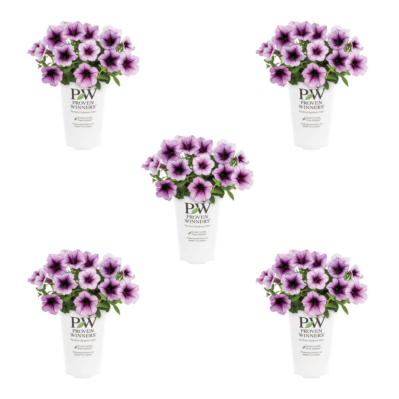 Proven Winners 1.5PT Purple Petunia Live Annual Plant Sun 5-Pack