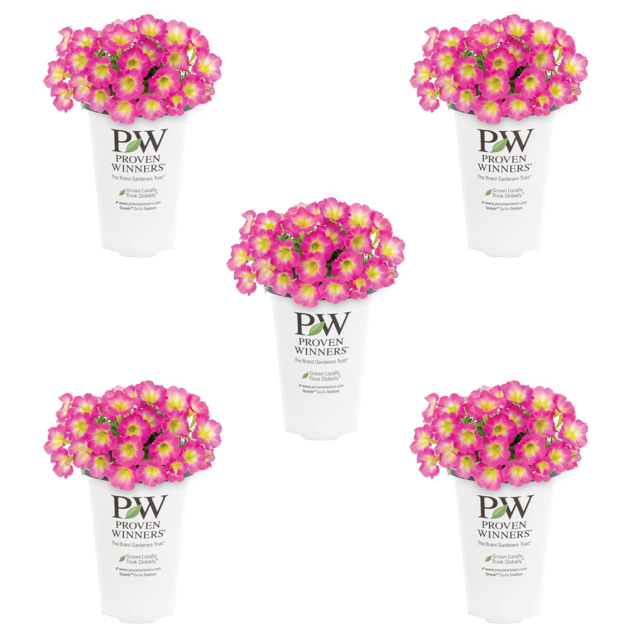 Proven Winners 1.5PT Multicolor Petunia Live Annual Plant Sun 5-Pack