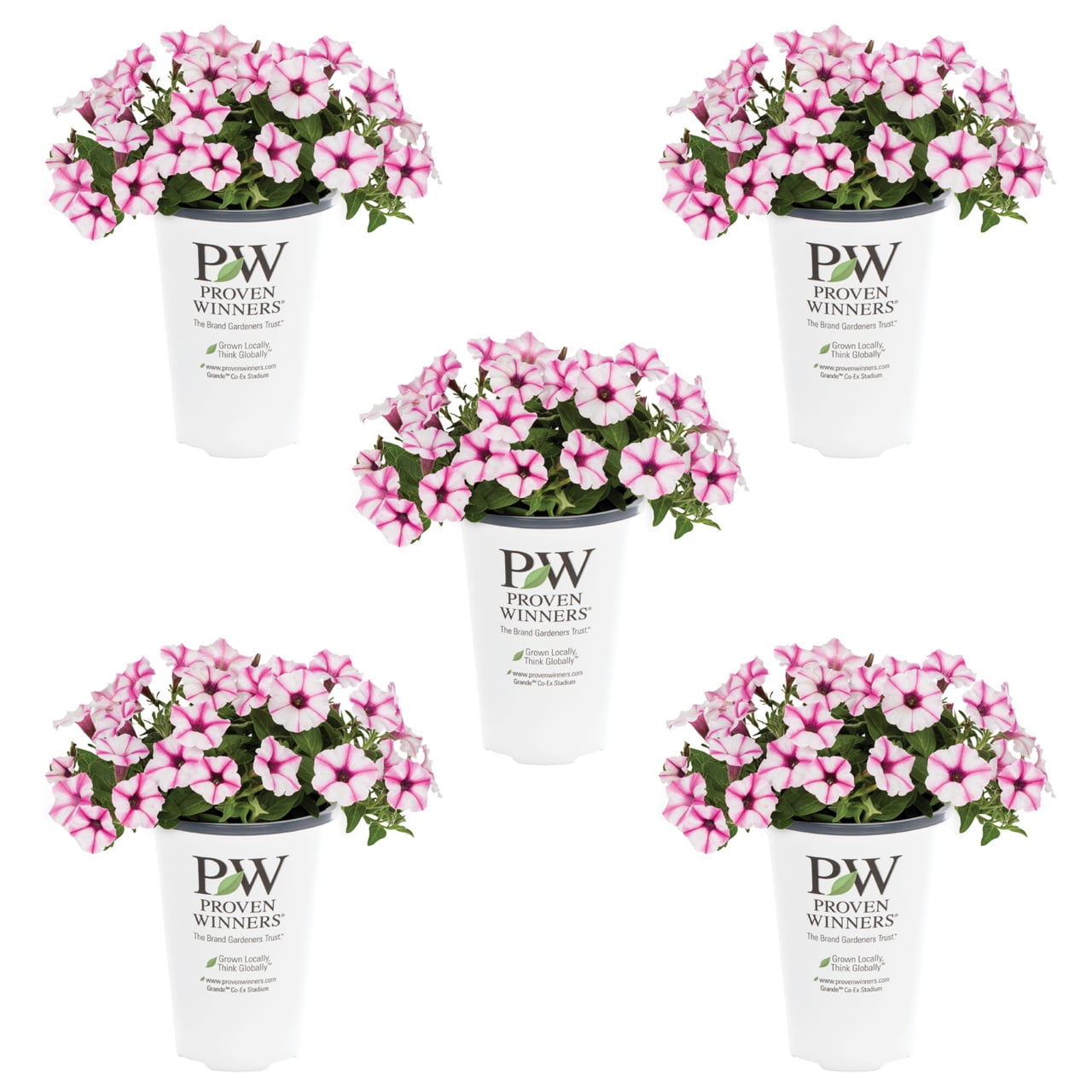 Proven Winners 1.5PT Multicolor Petunia Live Annual Plant Sun 5-Pack