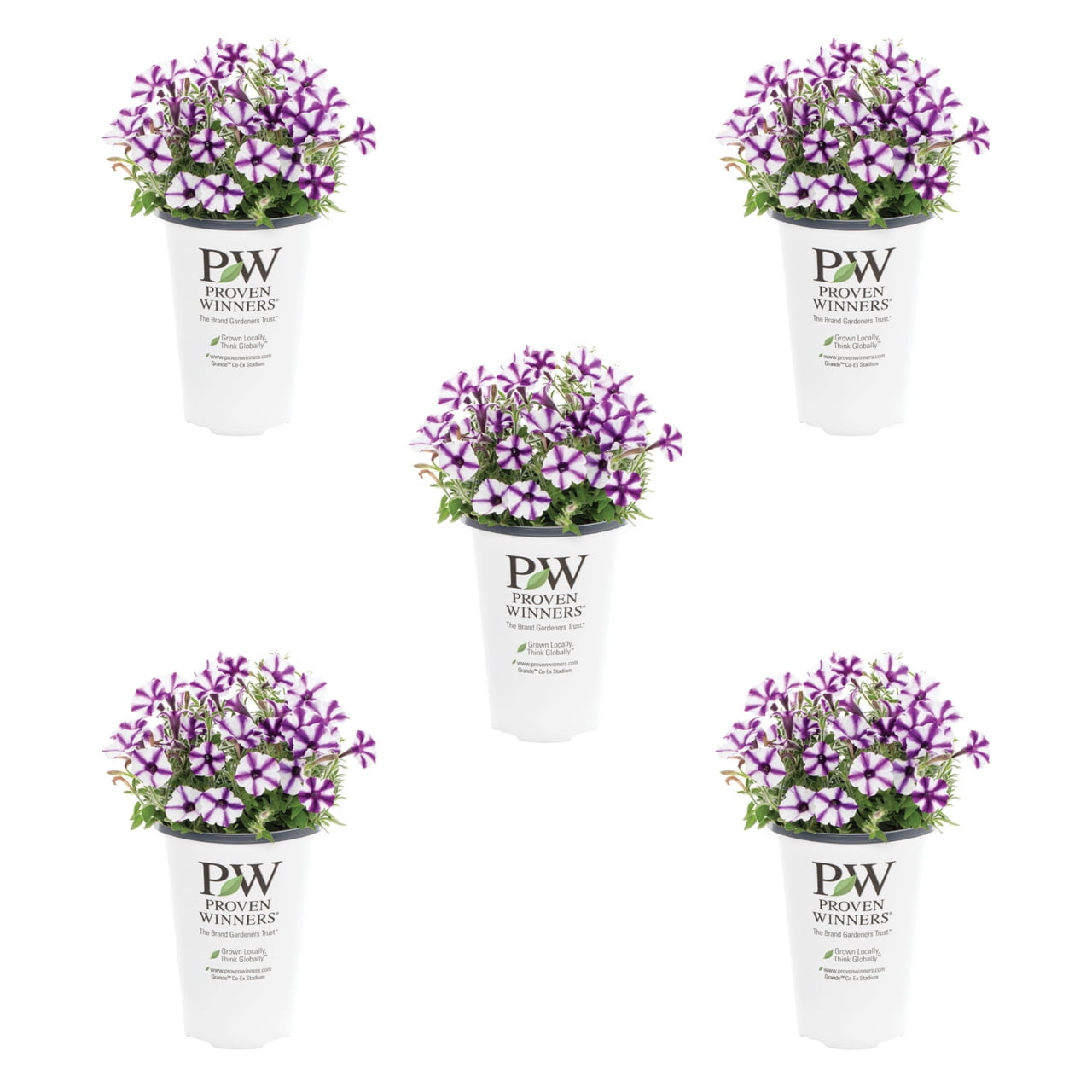 Proven Winners 1.5PT Purple Petunia Live Annual Plant Sun 5-Pack