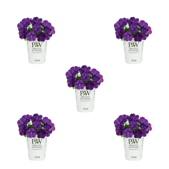 Proven Winners 1.5PT Purple Petunia Live Annual Plant Sun 5-Pack