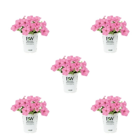 Proven Winners 1.5PT Pink Petunia Live Annual Plant Sun 5-Pack